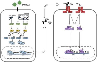 Deciphering the Role of Host Genetics in Susceptibility to Severe COVID-19